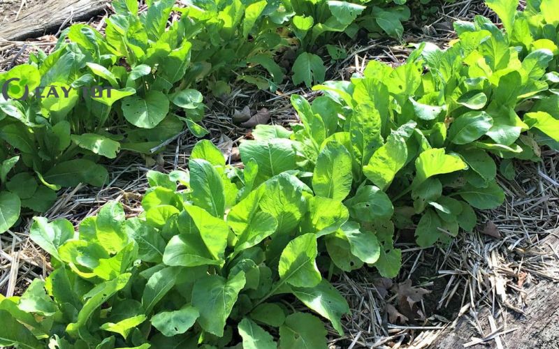 Hạt Giống Rau Cải Mơ