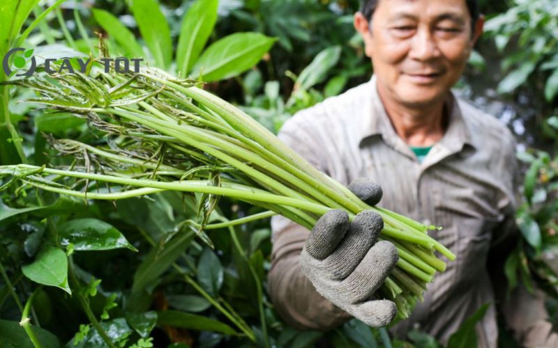 Hạt Giống Rau Móp