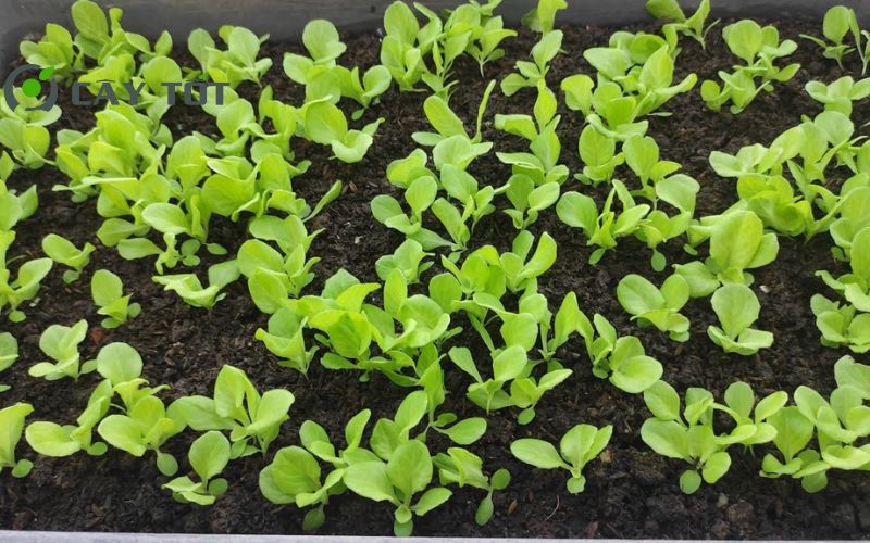 Hạt Giống Rau Xà Lách Mini