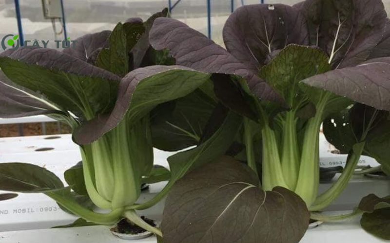 Hạt Giống Cải Thìa Tím