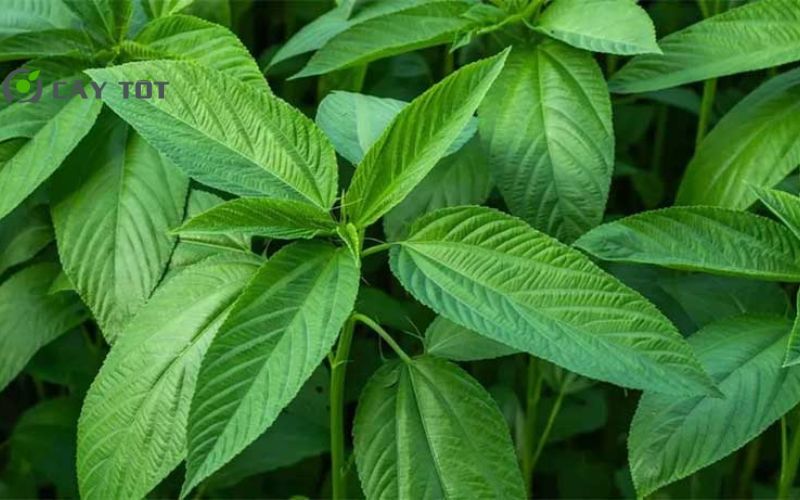 Hạt Giống Rau Đay Lá Nhỏ