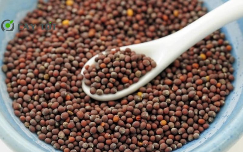 Hạt Giống Rau Cải Bẹ Nhật