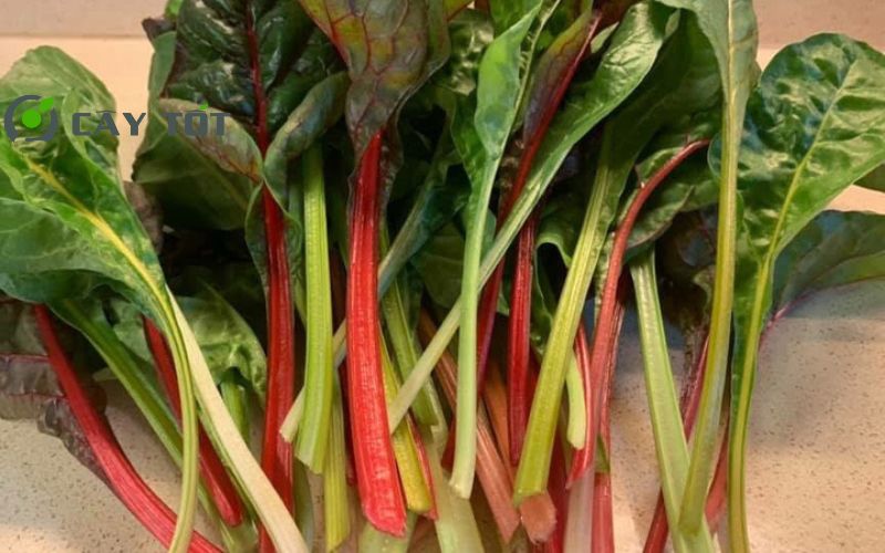 Hạt Giống Cải Cầu Vồng Tím