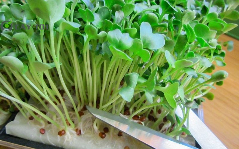 Hạt Giống Rau Càng Tôm Đỏ