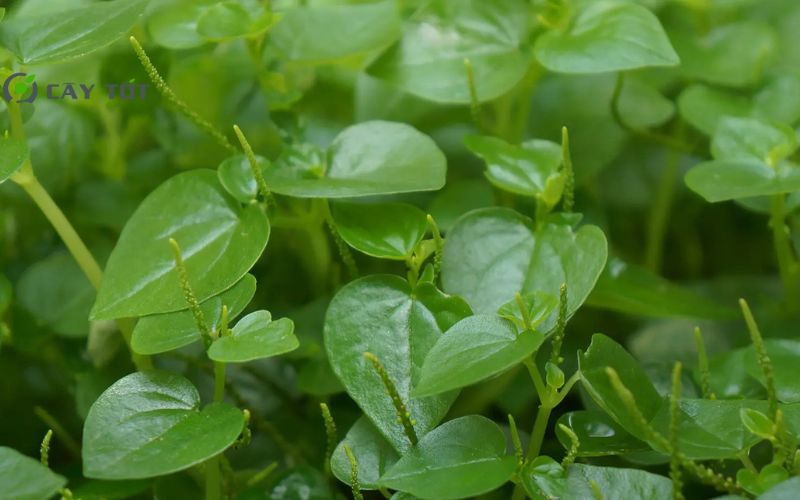 Hạt Giống Rau Càng Tôm Xanh