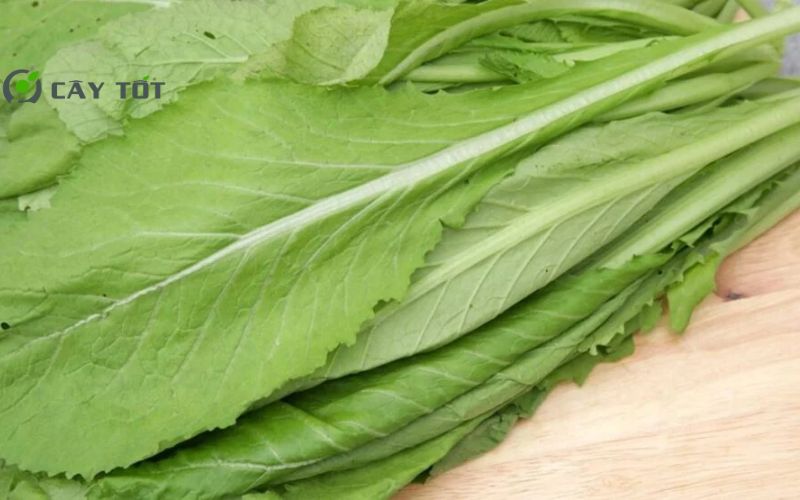 Hạt Giống Cải Bẹ Lá To