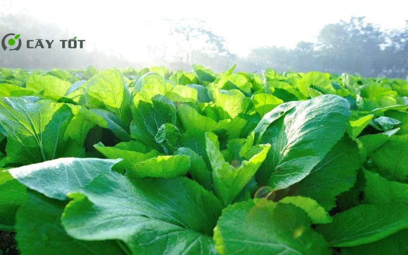 Hạt Giống Cải Xanh Đài Loan