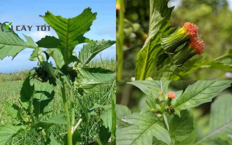 Hạt Giống Rau Tàu Bay