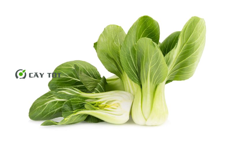 Hạt Giống Cải Ngọt Đài Loan