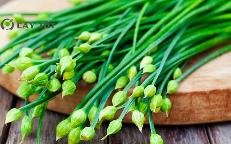 Hạt Giống Rau Hẹ Tây