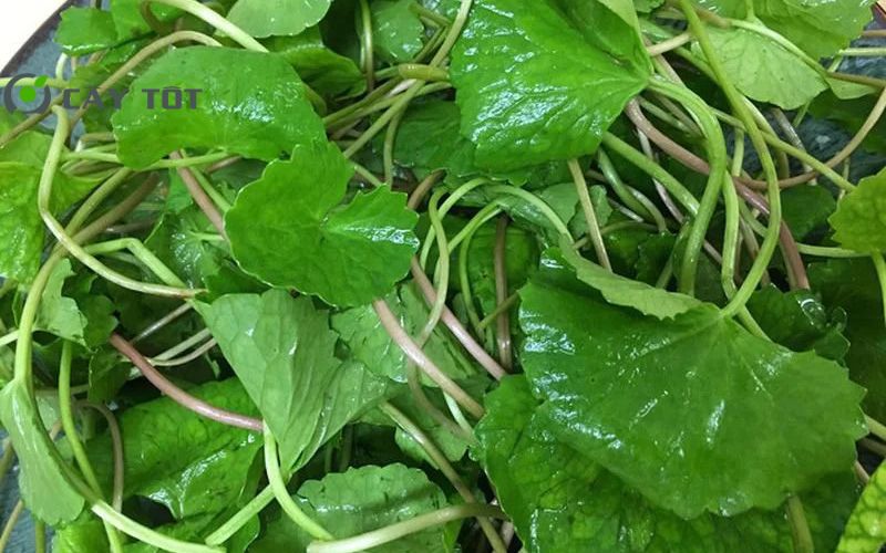 Hạt Giống Rau Má Dây