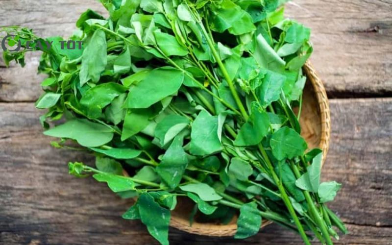 Hạt Giống Rau Ngót Cao Sản