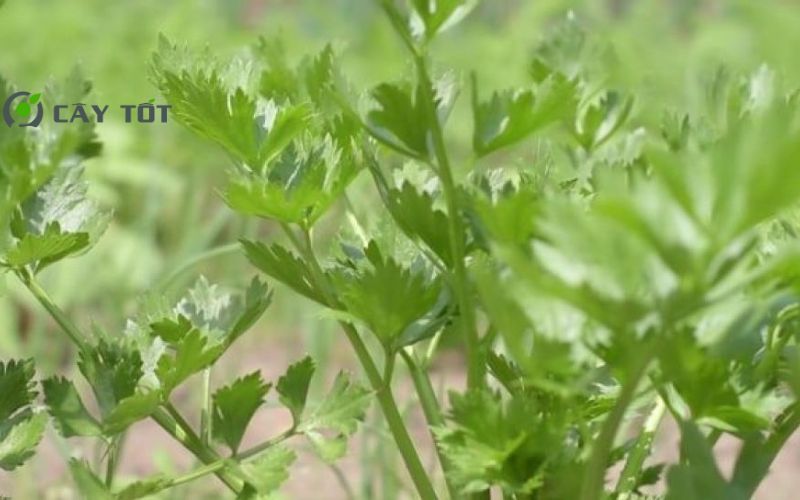 Hạt Giống Rau Cần Thái