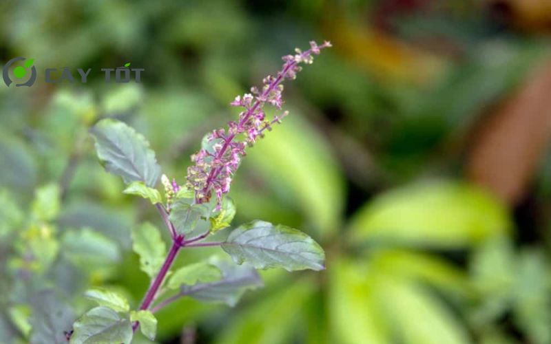 Hạt Giống Rau Thơm Quế Tím