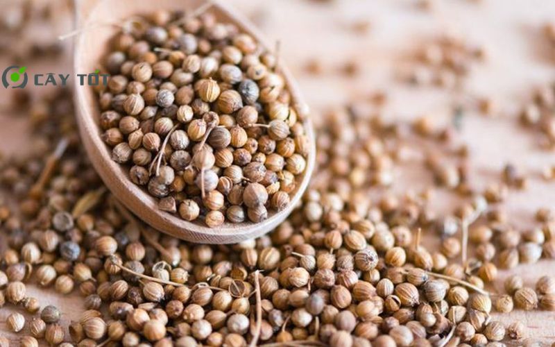 Hạt Giống Rau Mùi Ta