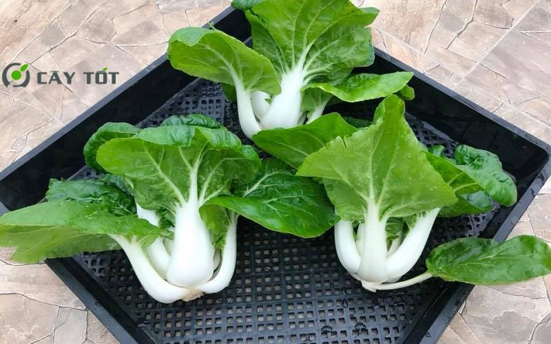 Hạt Giống Cải Bẹ Trắng F1
