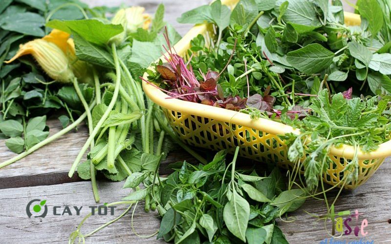 Hạt Giống Rau Tập Tàng Đỏ