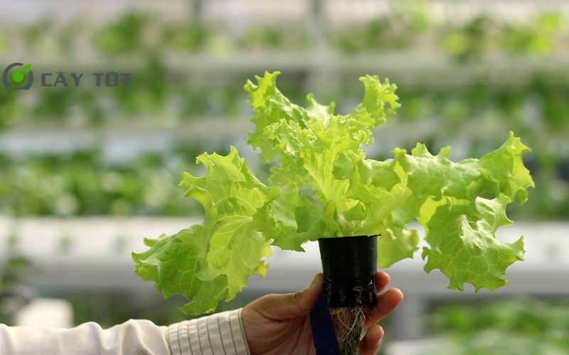 Hạt Giống Rau Xà Lách Đá