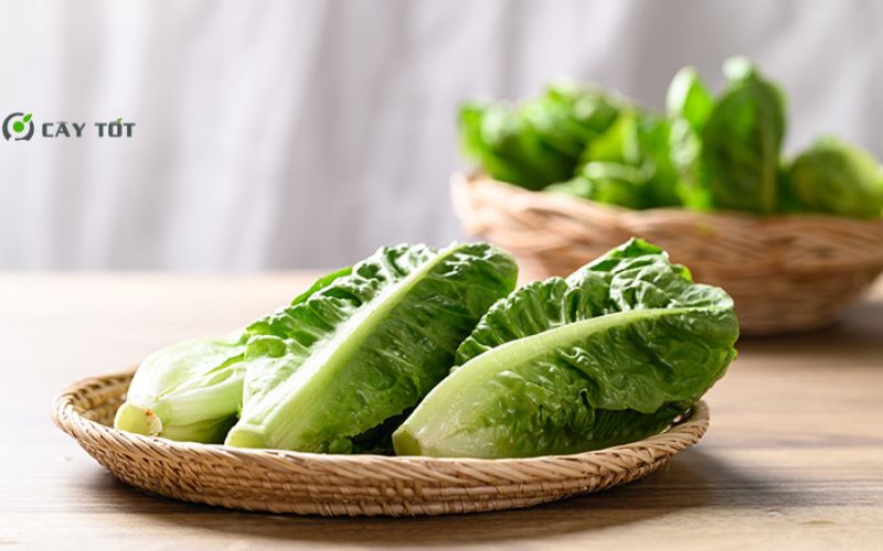 Hạt Giống Xà Lách Sừng