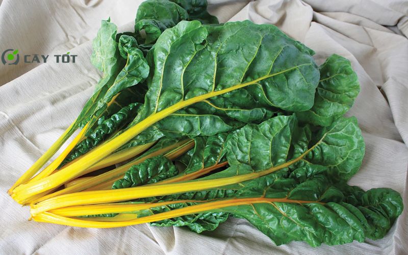 Hạt Giống Cải Cầu Vồng Vàng