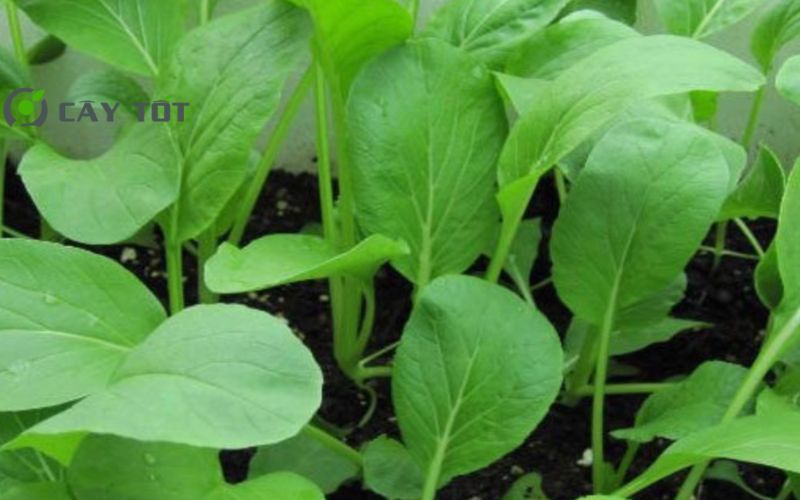 Hạt Giống Cải Lá Non