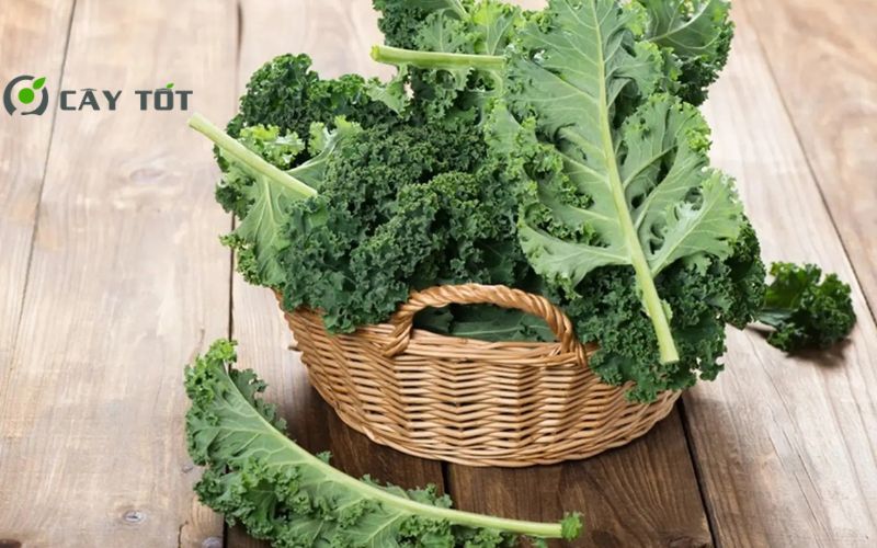 Hạt Giống Cải Xoăn Mỹ