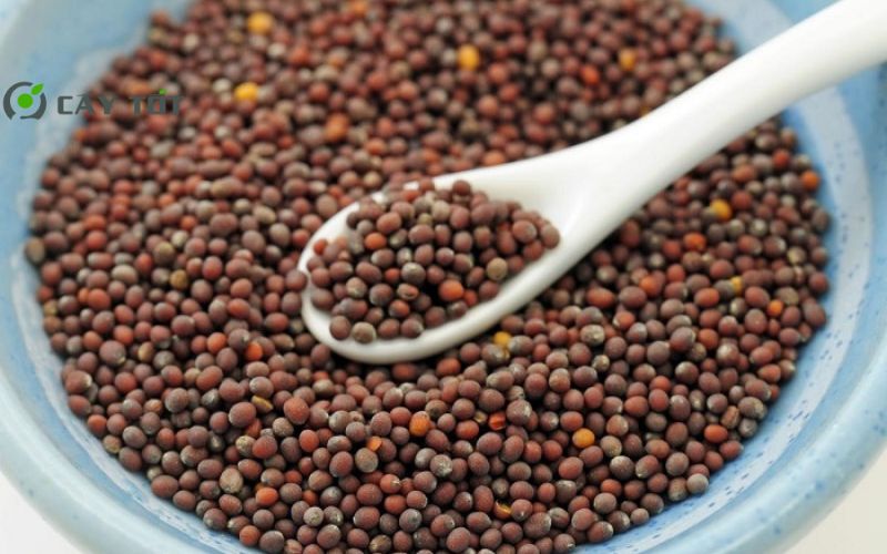 Hạt Giống Cải Bẹ Xoăn