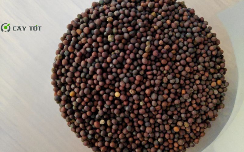 Hạt Giống Rau Cải Xanh Baby