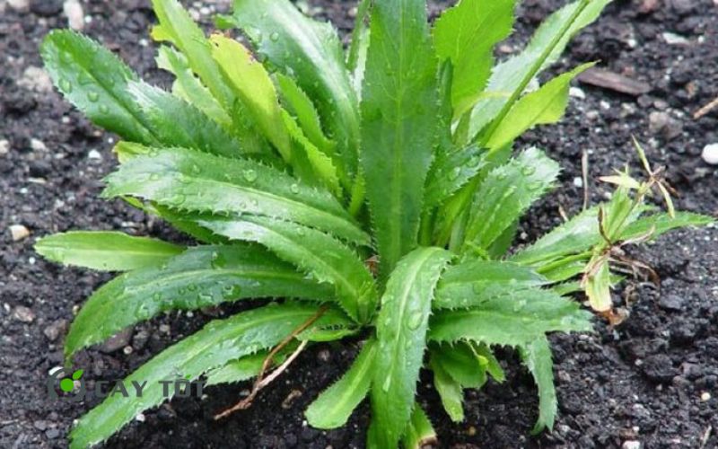 Hạt Giống Rau Mùi Tàu Thái