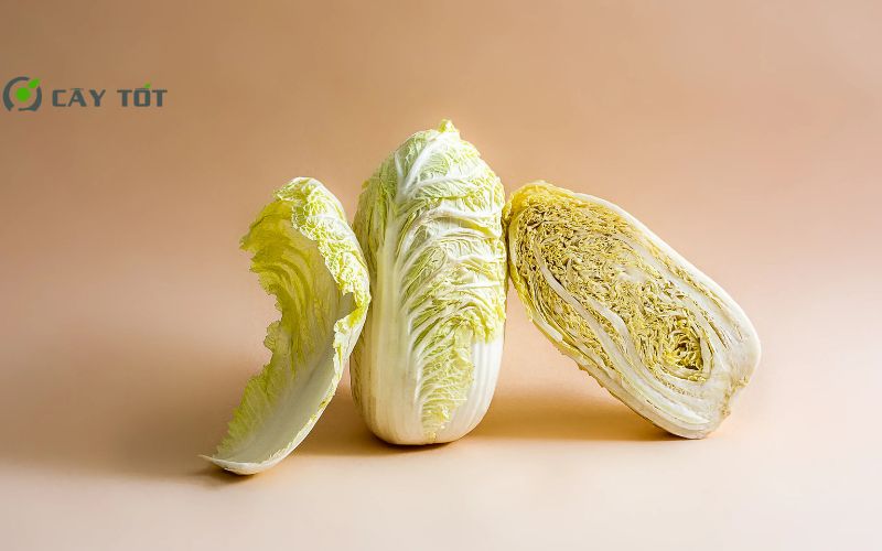 Hạt Giống Cải Thảo Mini