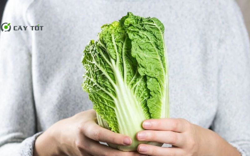 Hạt Giống Cải Thảo Đài Loan