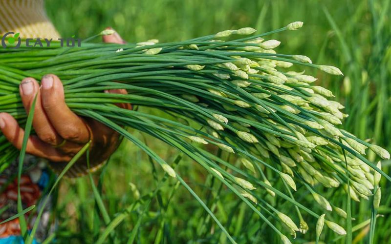 Hạt Giống Hẹ Lá To