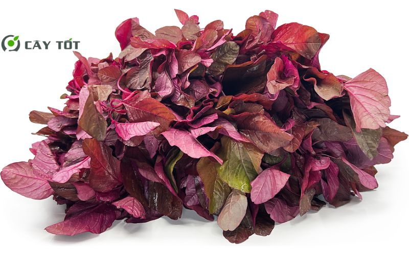 Hạt Giống Rau Dền Ngũ Sắc