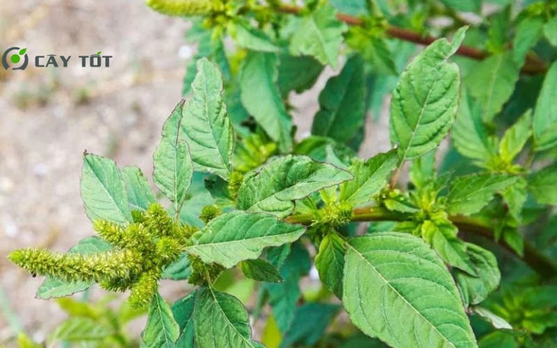 Hạt Giống Rau Dền Cơm