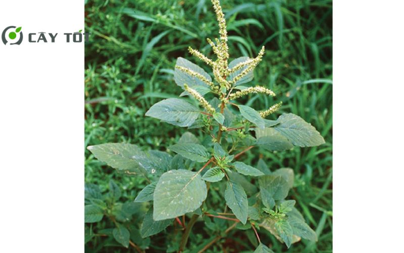 Hạt Giống Rau Dền Gai Cao Sản