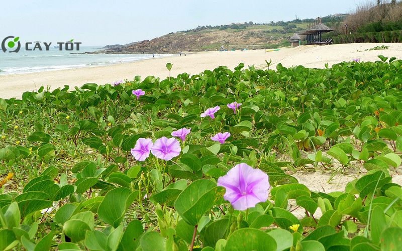 Hạt Giống Rau Muống Hồng