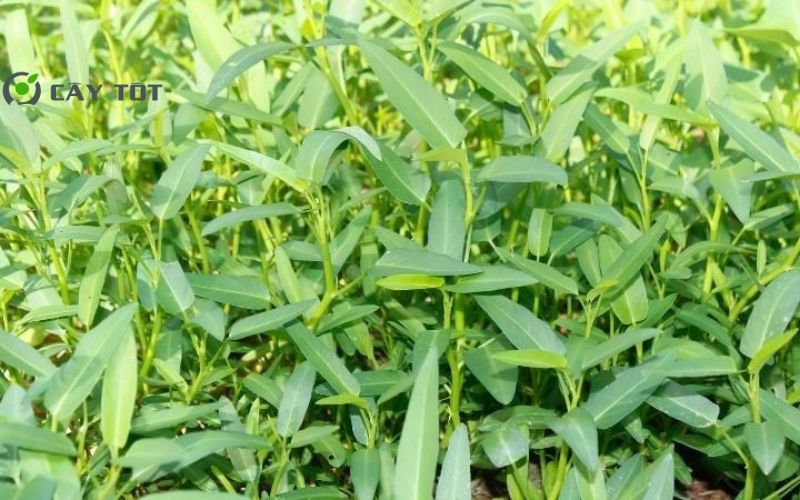 Hạt Giống Rau Muống Chịu Hạn