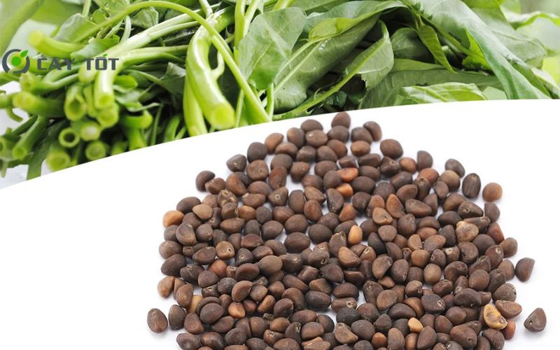 Hạt Giống Rau Muống Chịu Nhiệt
