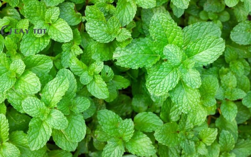 Hạt Giống Rau Húng Bạc Hà
