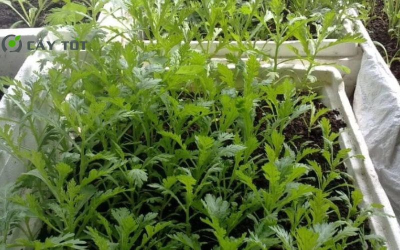 Hạt Giống Cải Cúc Đà Lạt