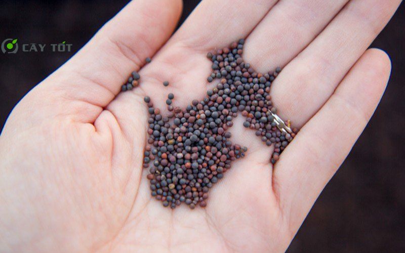 Hạt Giống Cải Cúc Thái