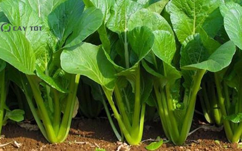 Hạt Giống Cải Xanh Lai