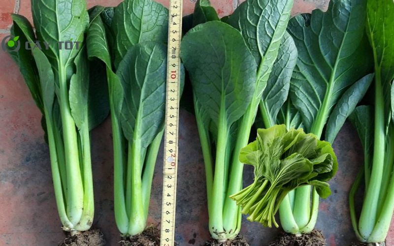 Hạt Giống Cải Ngọt Lai