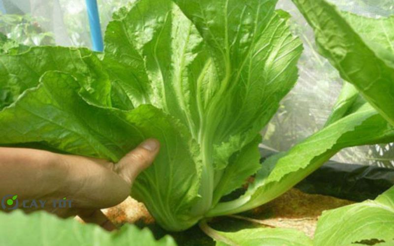 Hạt Giống Cải Bẹ Dưa