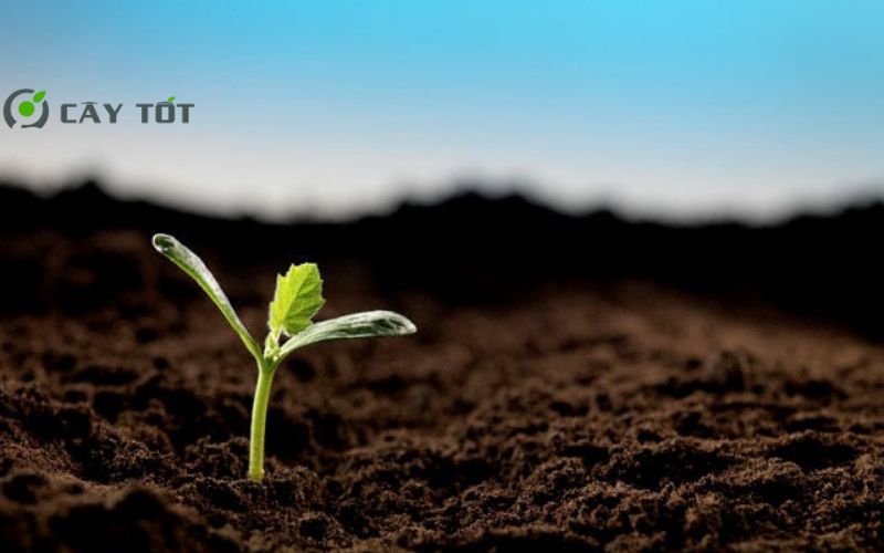 Hạt Giống Rau Cải Bẹ F1