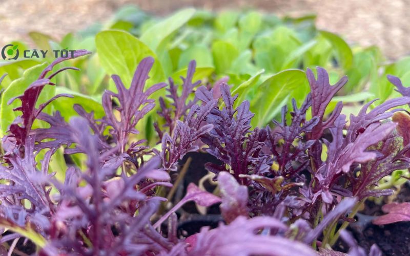 Hạt Giống Rau Cải Ngồng Tím