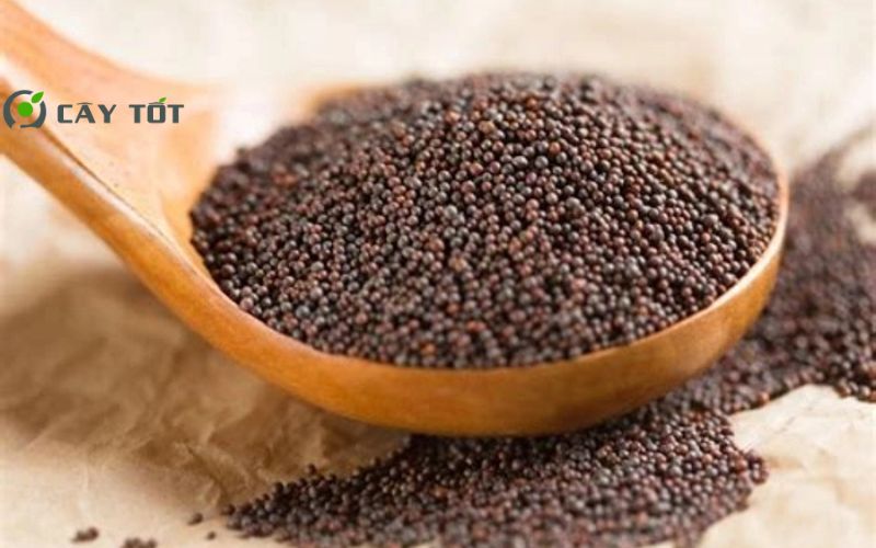 Hạt Giống Cải Xanh Mùa Mưa