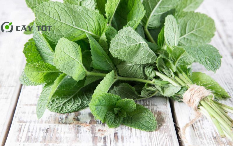 Hạt Giống Rau Bạc Hà Cay