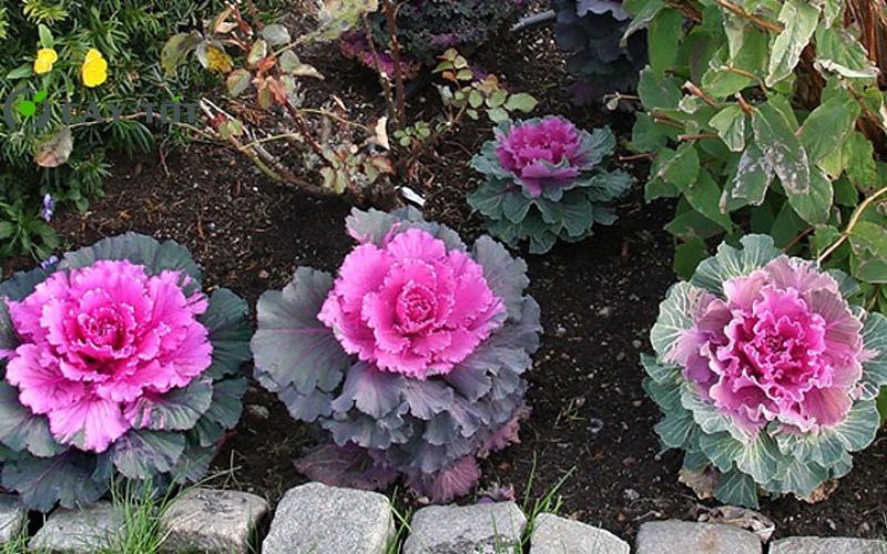 Hạt Giống Cải Bẹ Xanh Tím