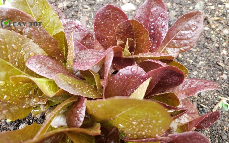 Hạt Giống Xà Lách Roma Đỏ